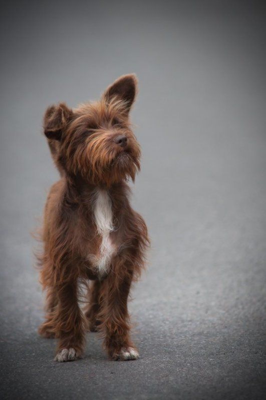 ... Дружбан ... фото превью