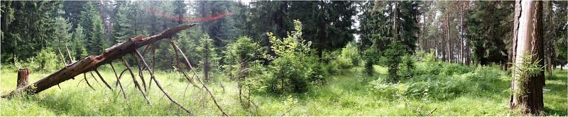 Брянский лес фото превью