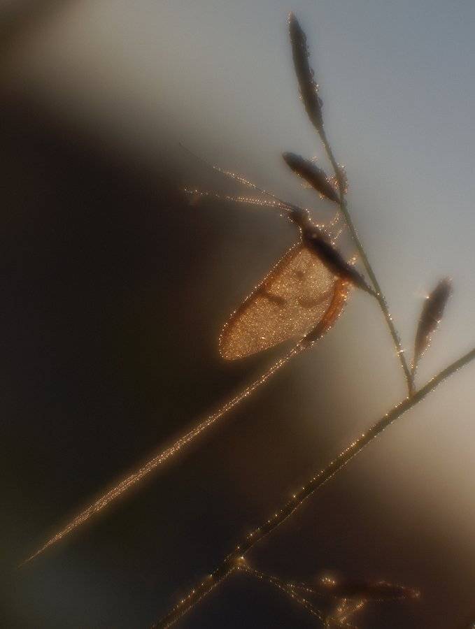 , Владимир Перепечаев