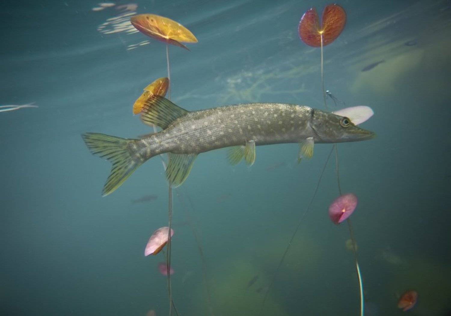 , Эдуард VTORNIK  Николаев