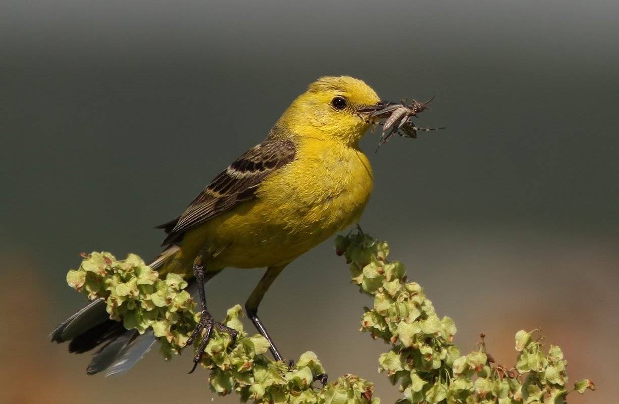 желтоголовая, трясогузка, Ляпустин Юра