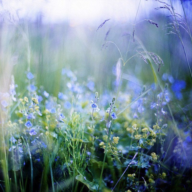 *** фото превью