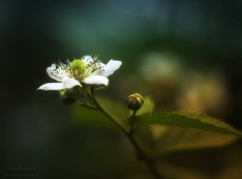 leaves, , flowers, , bud, , plants, , листья, , green, , blackberry, , бутон, , ежевика, Мамакова Анжелика