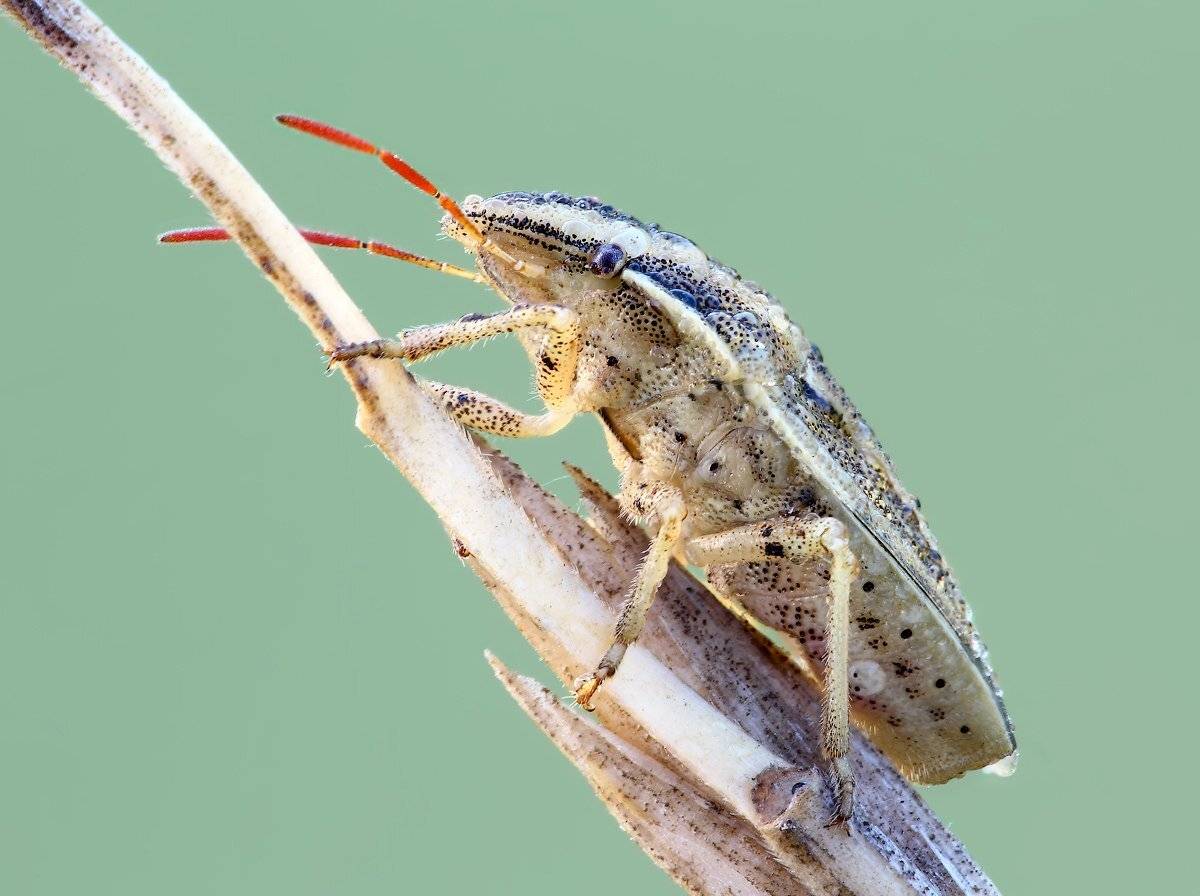 клопик, Вадим Ходаковский