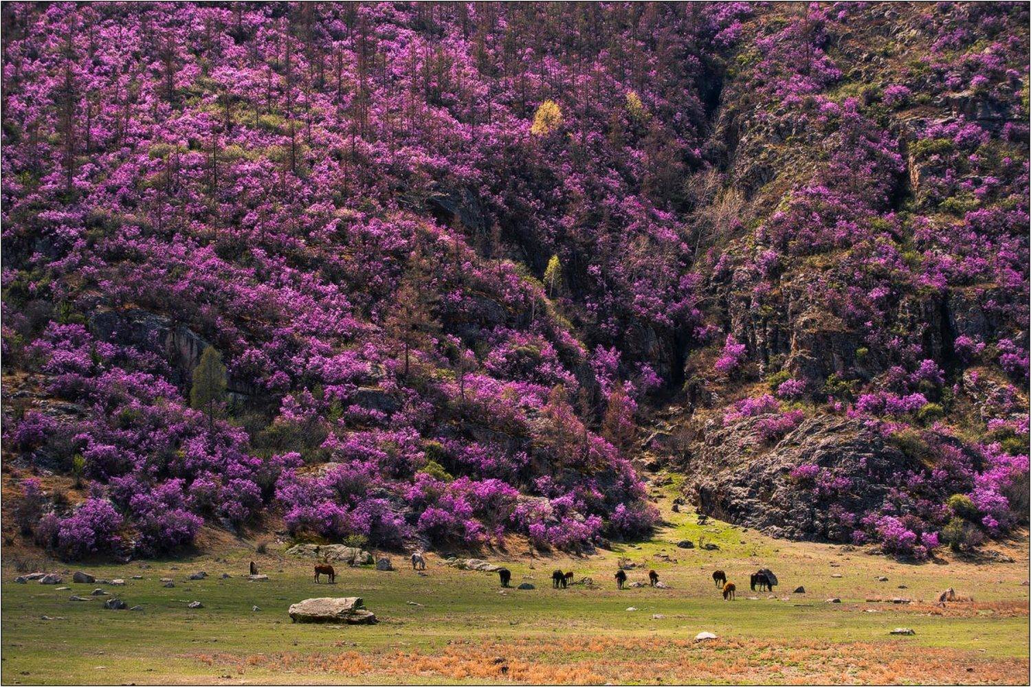 алтай, весна, багульник, Бур