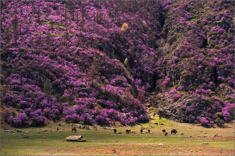 алтай, весна, багульник ...когда всё фиолетово... фото превью