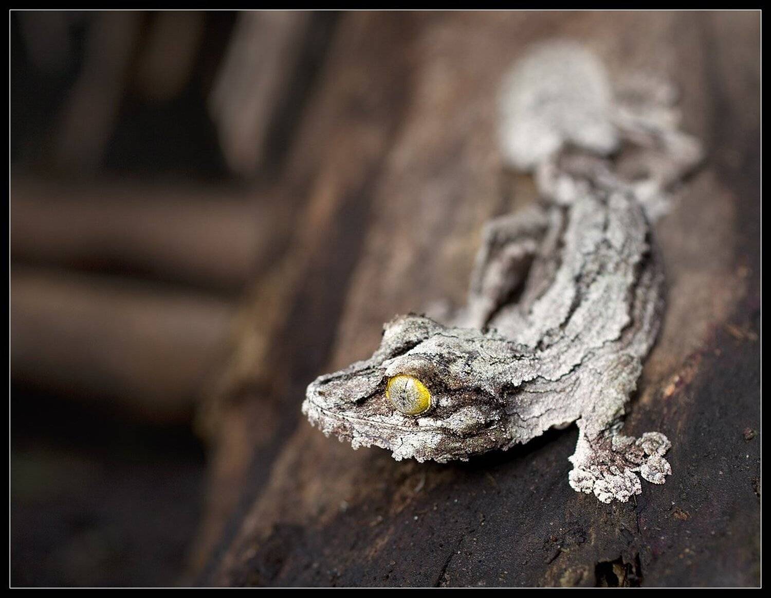 мадагаскар, африка, гекон, Виктория Роготнева