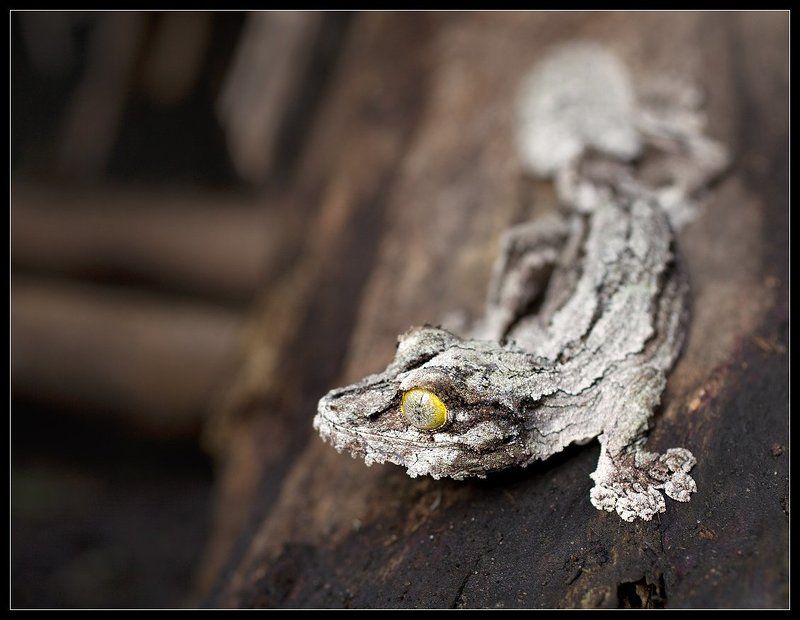 мадагаскар, африка, гекон Геккон фото превью