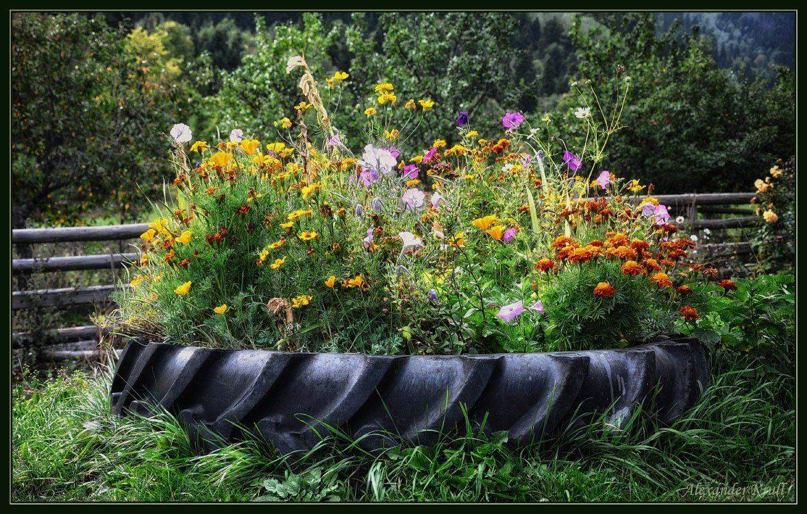 клумба, цветы, покрышка, Александр Круль