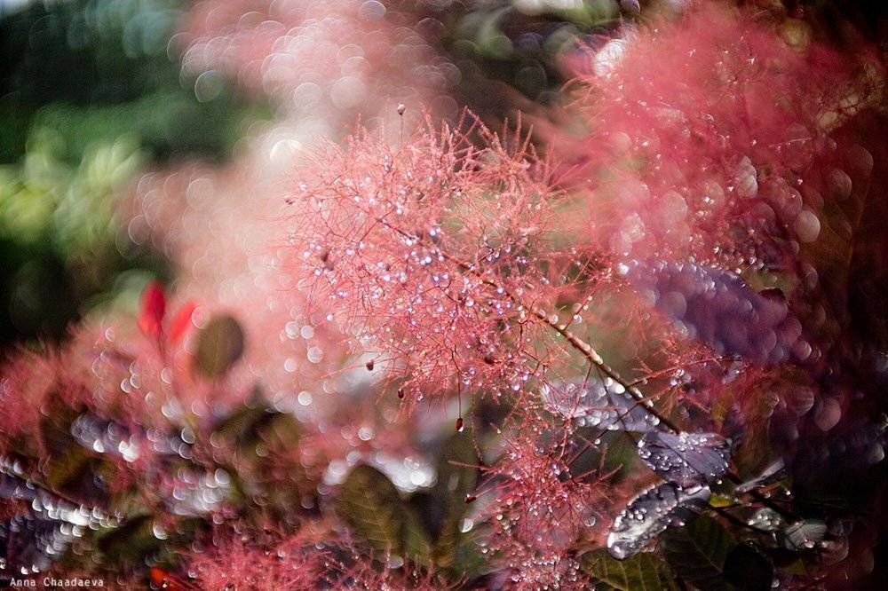 , Чаадаева Анна