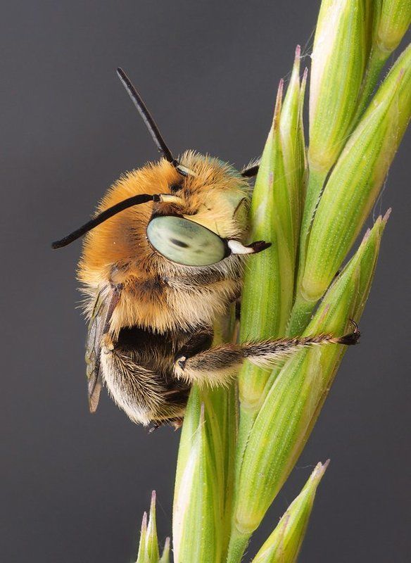 пчелиное утро... фото превью
