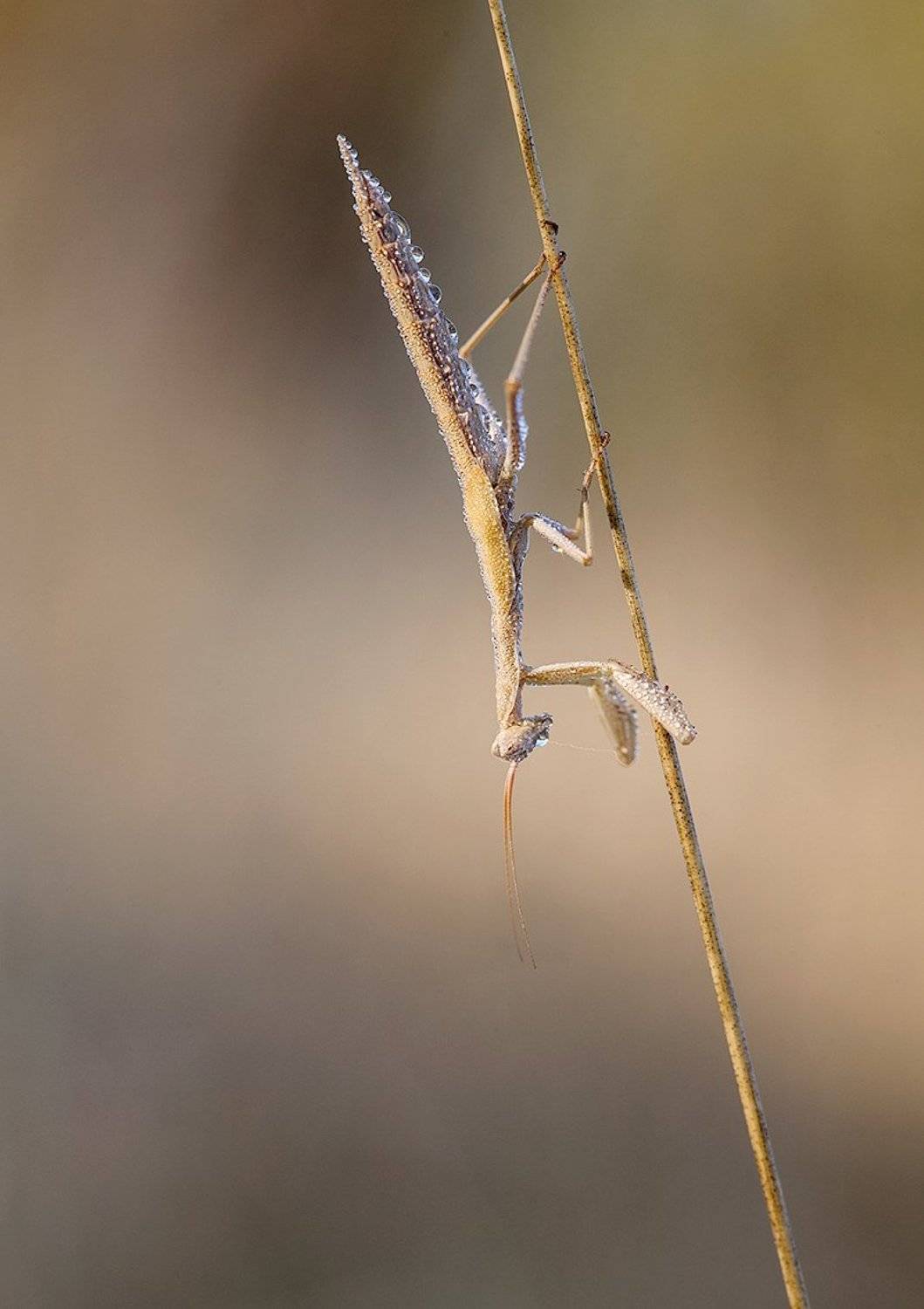 mantodea, 5dmkii, 100mm l is, Remus Moise