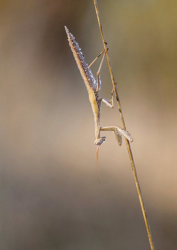 mantodea, 5dmkii, 100mm l is Glow фото превью