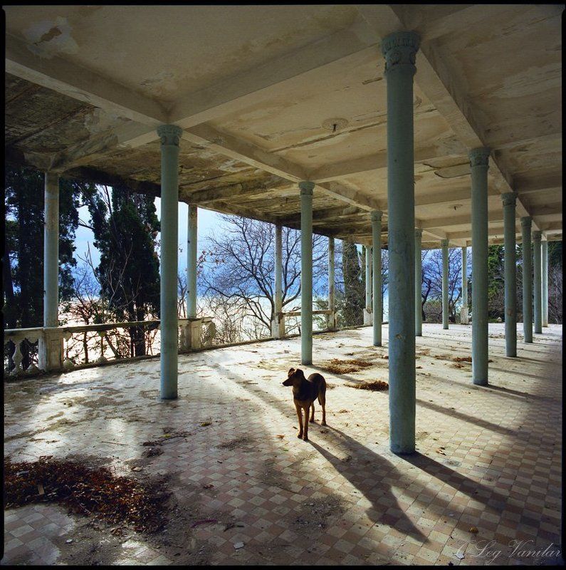 животные, пейзаж один фото превью