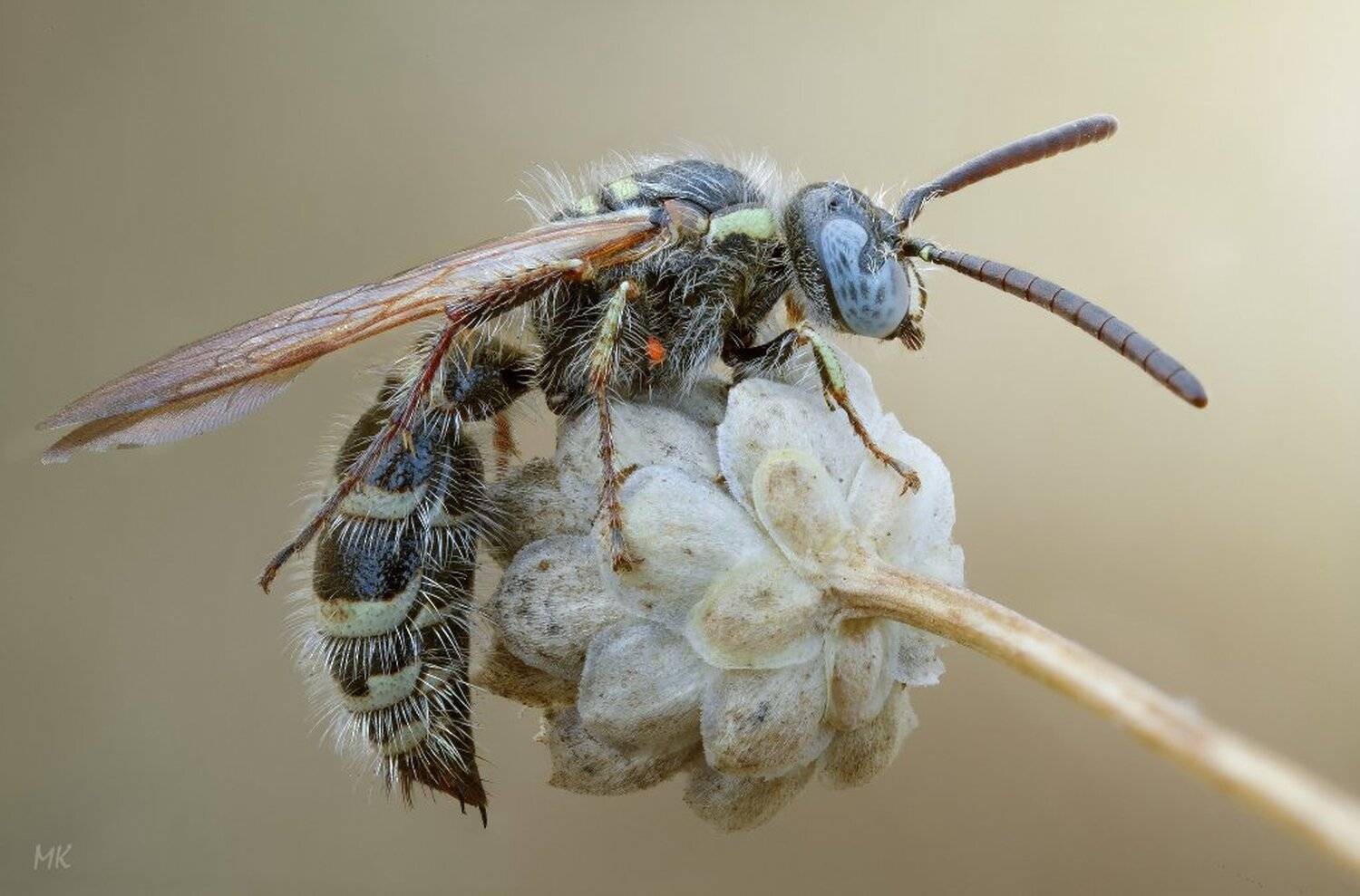 оса, клещ, Miron Karlinsky