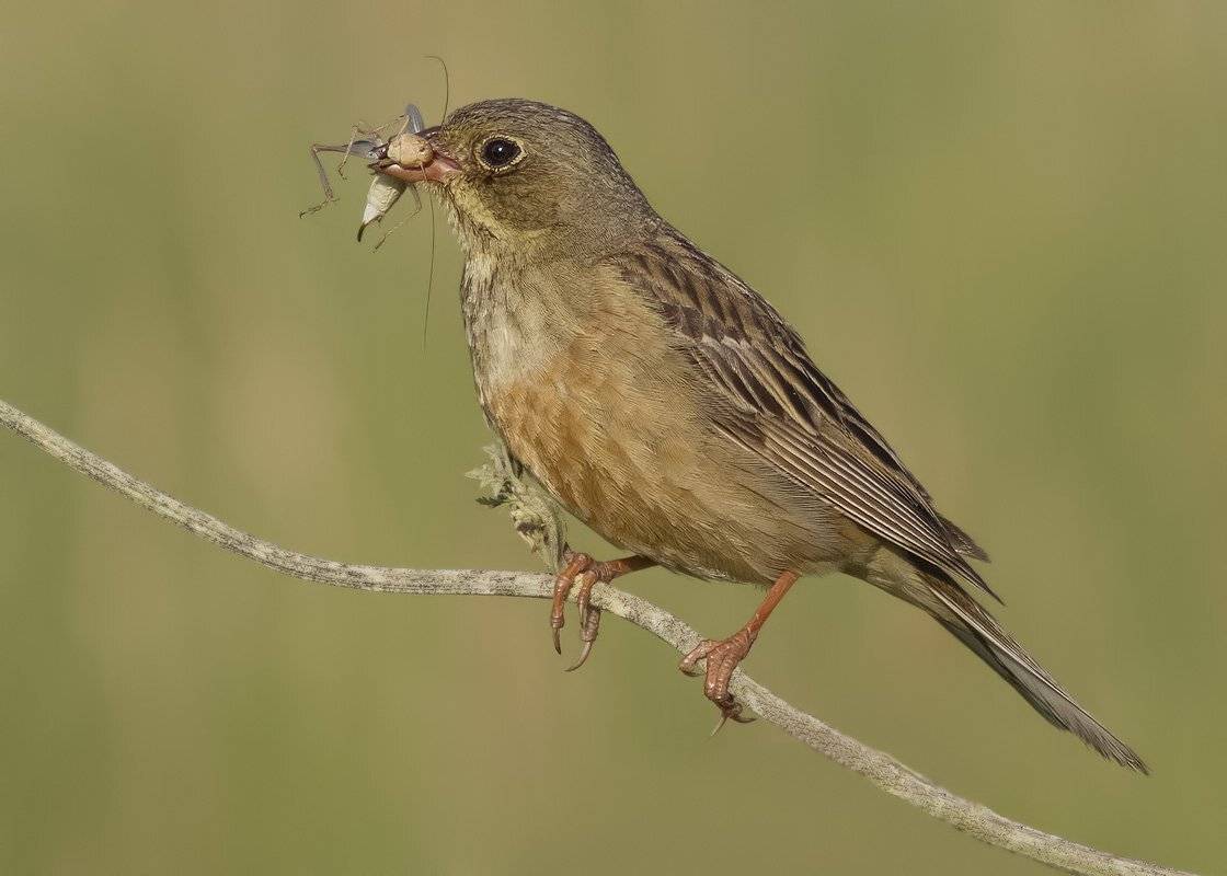 садовая, овсянка, Ляпустин Юра