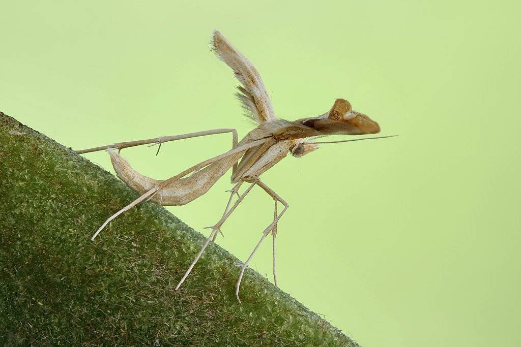 , Сергей Таланов