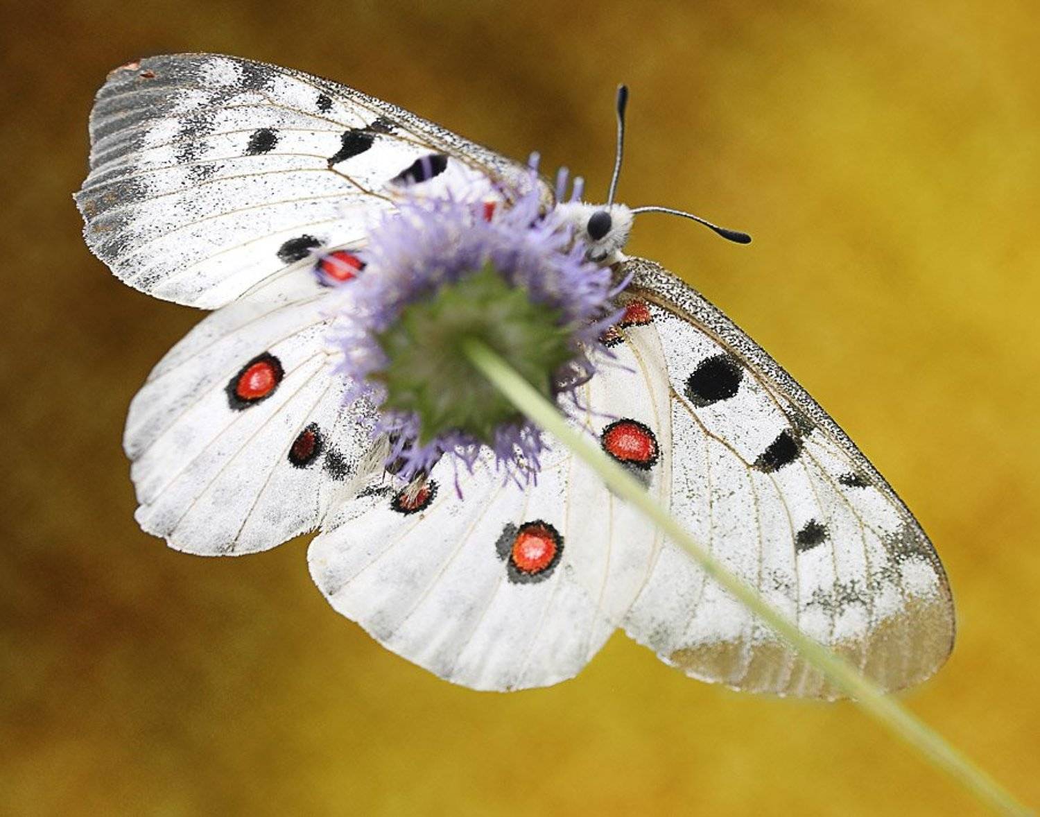 аполлон, Milena