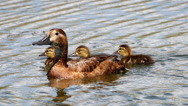 утка, утёнок, фотоохота, птицы, нырок, красноносый, красноголовый, aythya, americana, netta, rufina Утёнкосад фото превью