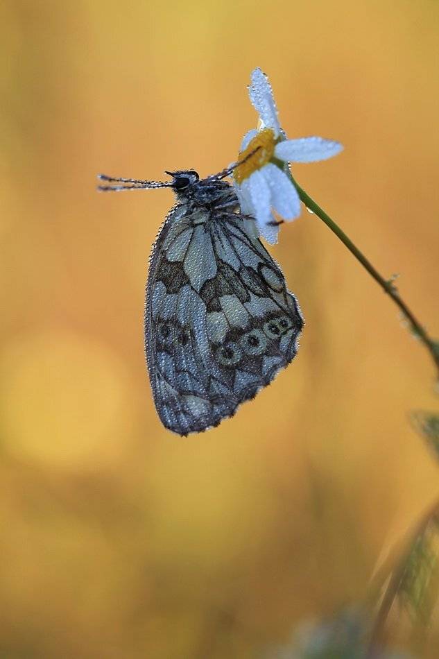 галатея, , , (melanargia, galathea), Леонид