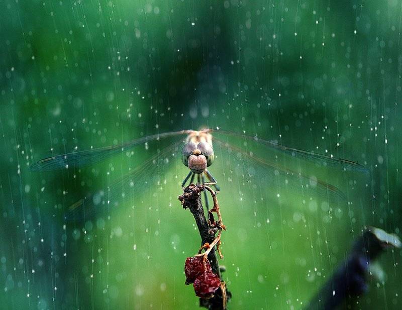 , Светлана Мелик-Нубарова