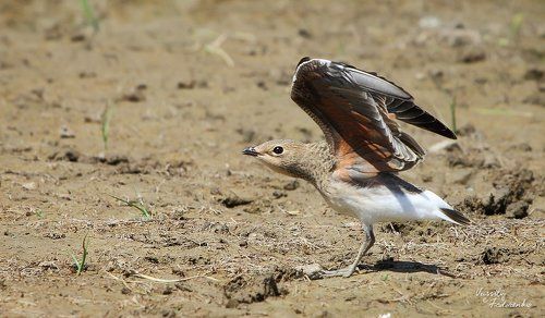Уу, я страшен в гневе!