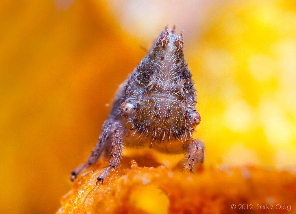 membracidae, insect, macro, nature, close-up, portrait, nikon d80, art, extension tube, diffuser, softbox, macrophotography, chernivtsi, ukraine, arthropod, serkiz oleg, олег серкиз, макро, горбатка, Oleg Serkiz