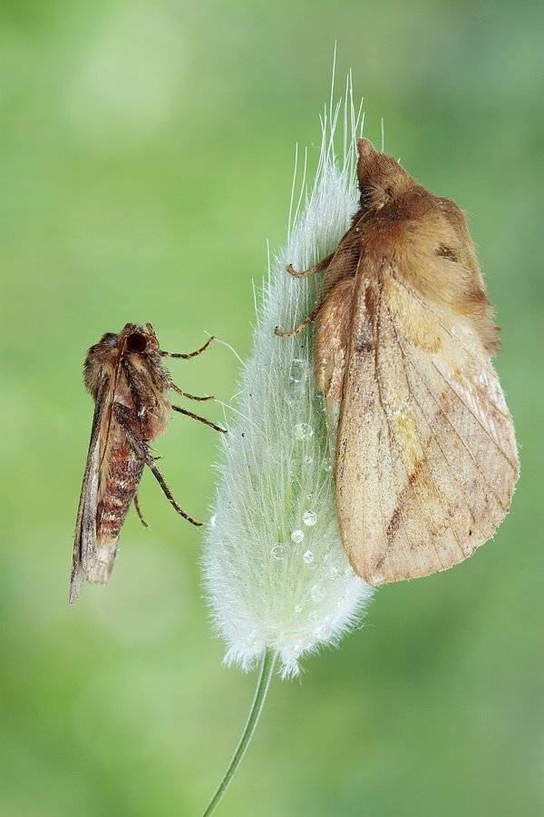, Сергей Таланов