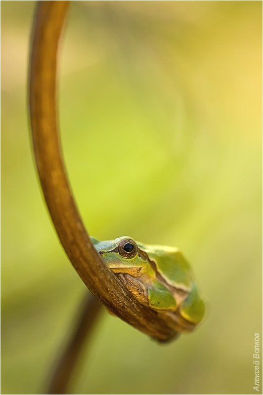 квакша, hyla arborea  фото превью