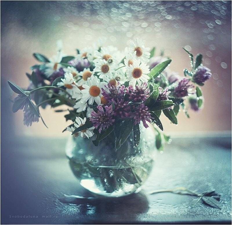 , Svoboda Andreeva