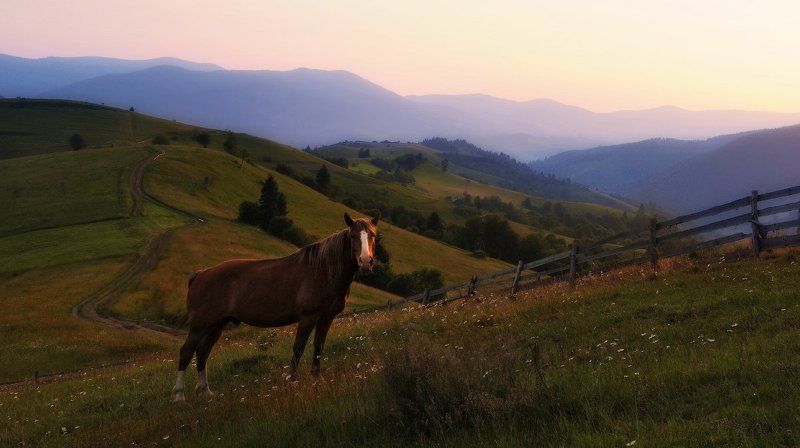 вечер, карпаты, закат, лошадь, горы Вечерняя... фото превью