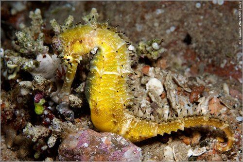 Сивка-Бурка, Вещая Каурка...