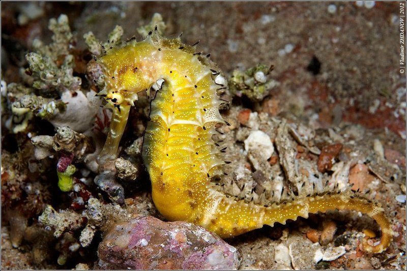 морской, конёк, красное, море, египет, дахаб, подводная, съёмка, ночное, погружение Сивка-Бурка, Вещая Каурка... фото превью