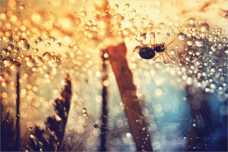 Повелитель хрустальных шаров фото превью