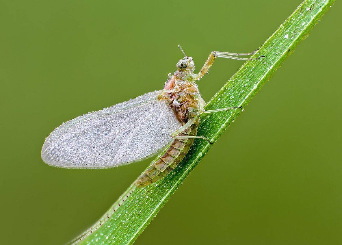 , Вадим Ходаковский