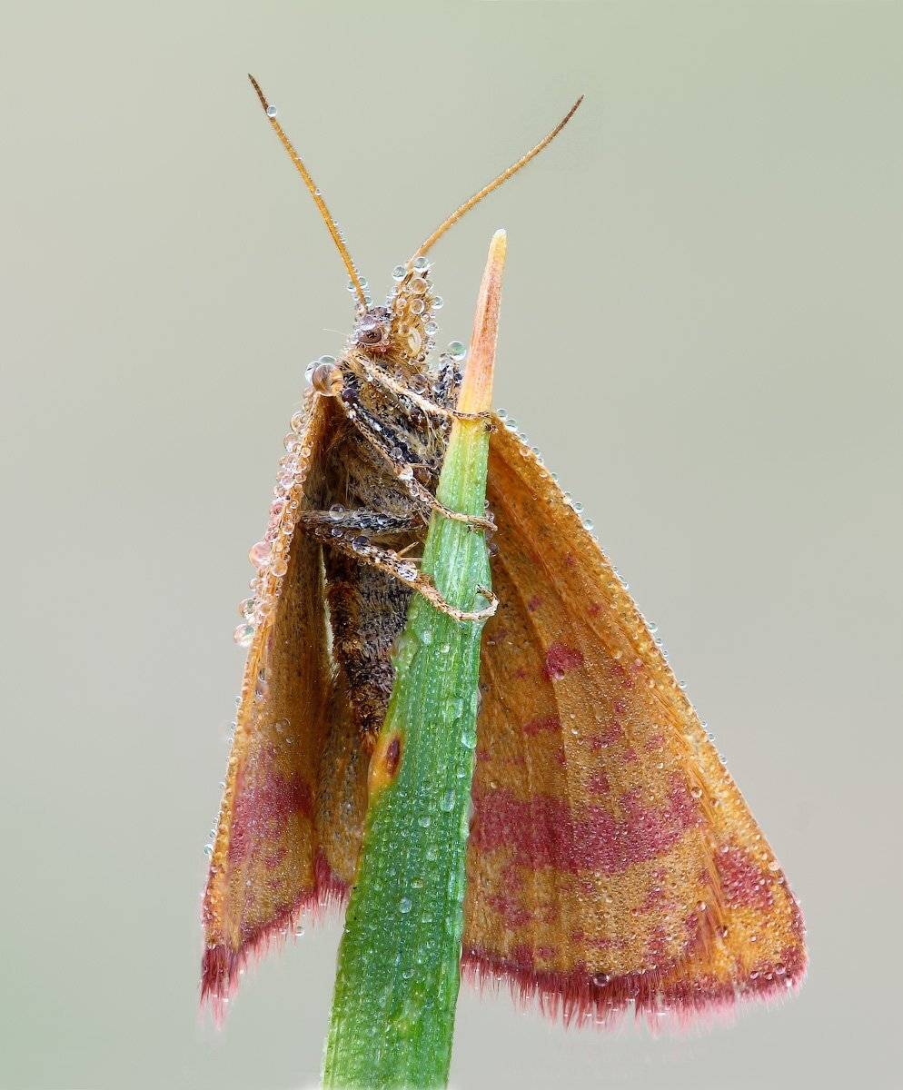 , Вадим Ходаковский