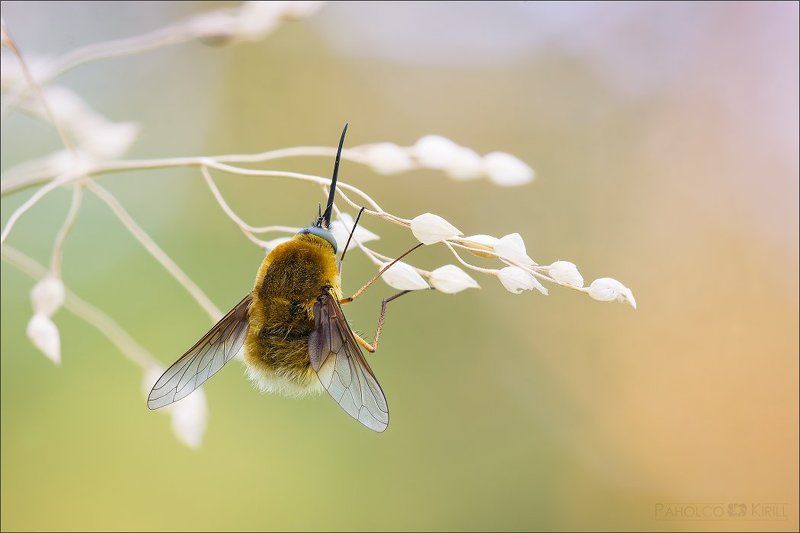 *** фото превью