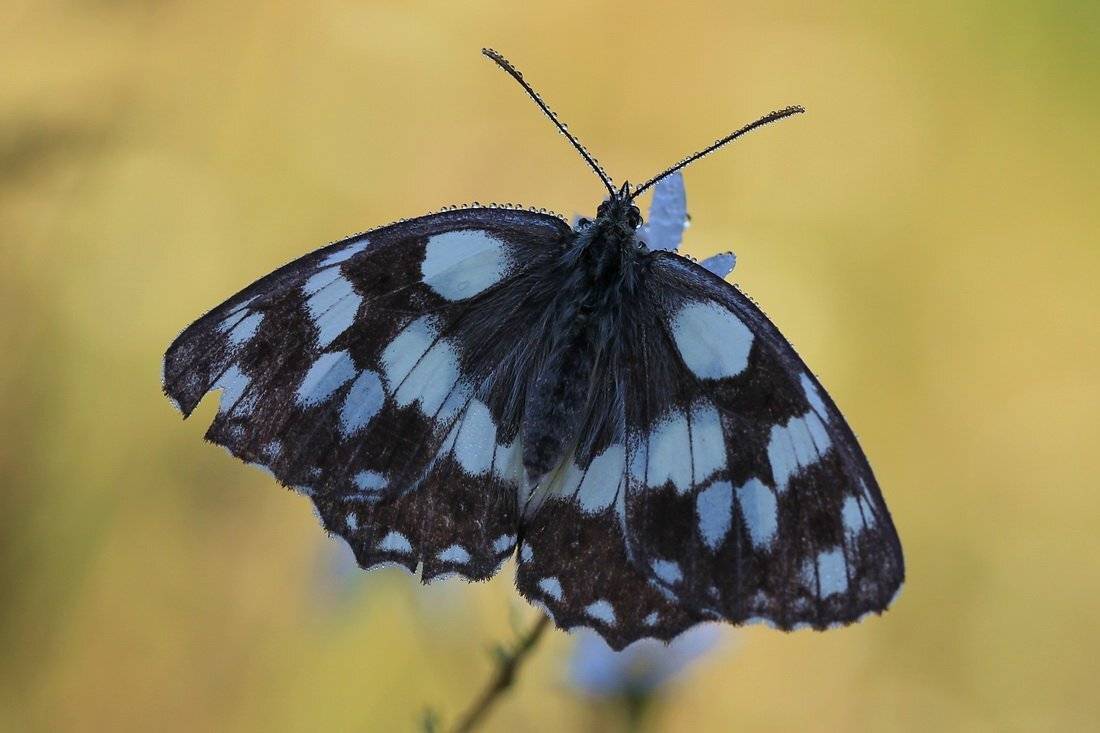 галатея,   (melanargia  galathea), Леонид