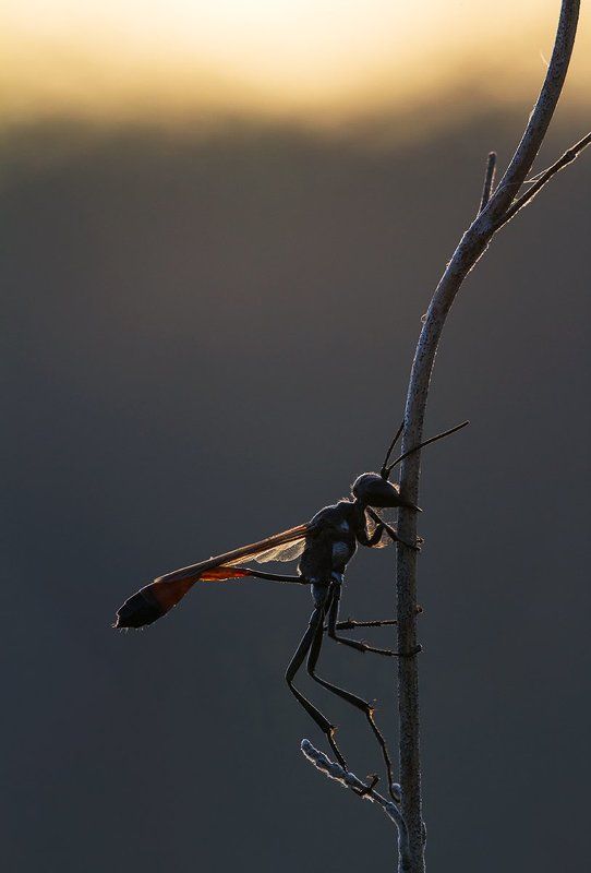 Amophila sabulosa фото превью