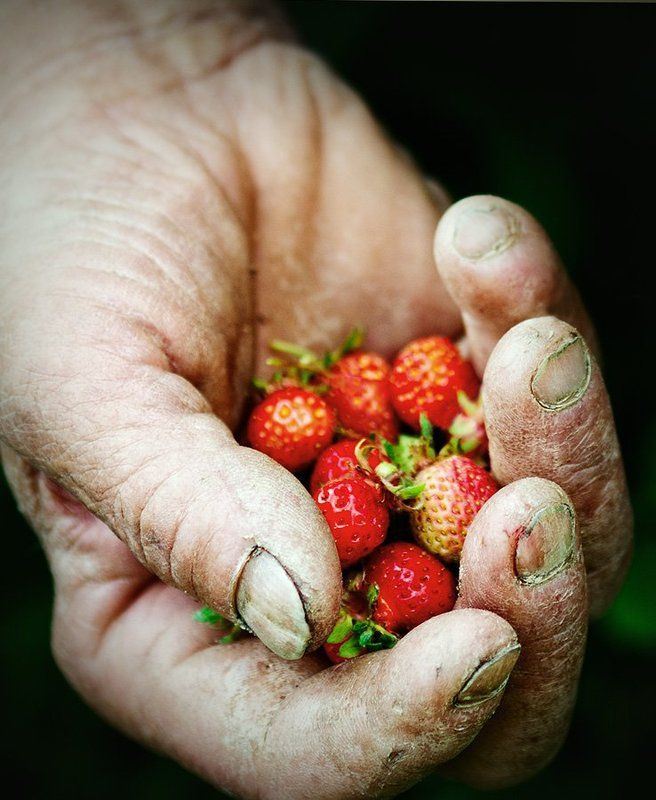 Клубничка фото превью