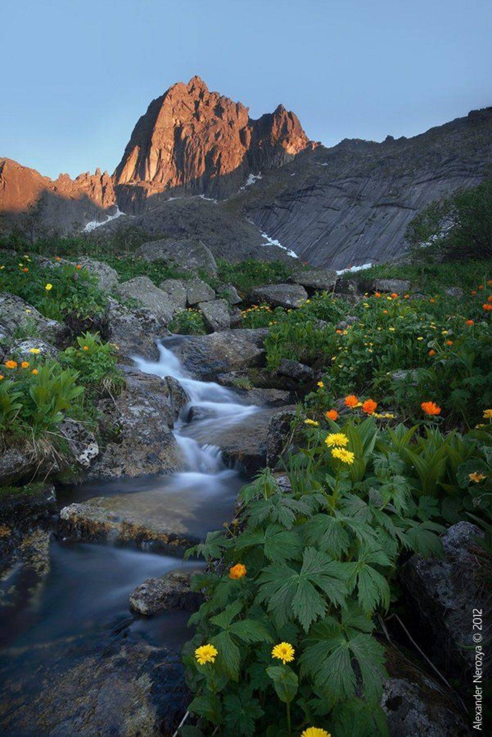 ергаки, красноярский, край, россия, сибирь, горных, духов, ручей, природа, тайга, жарки, купальница, азиатская, вода, горы, лето, Horimono