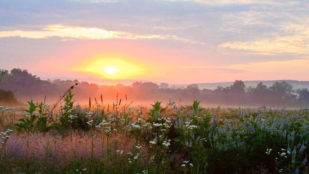, Светлана Щемелева