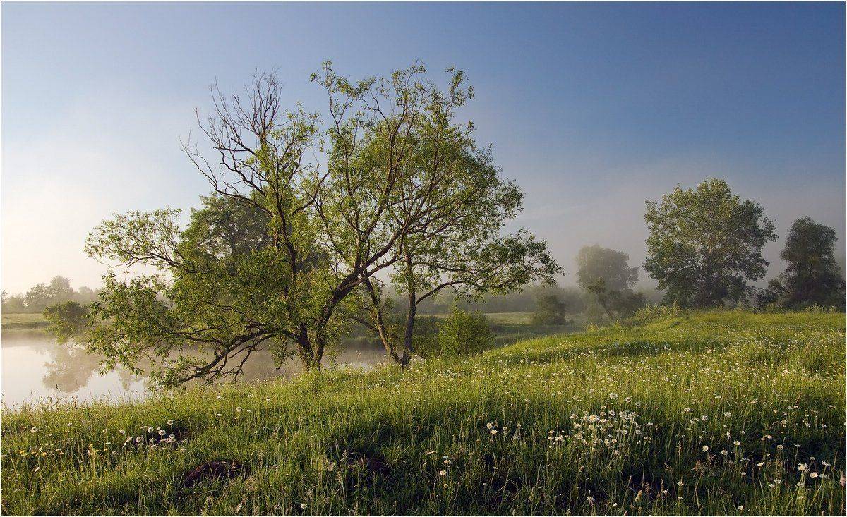 , Николай Шахманцир