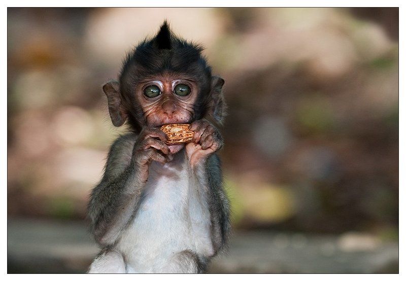 макака Emotions фото превью