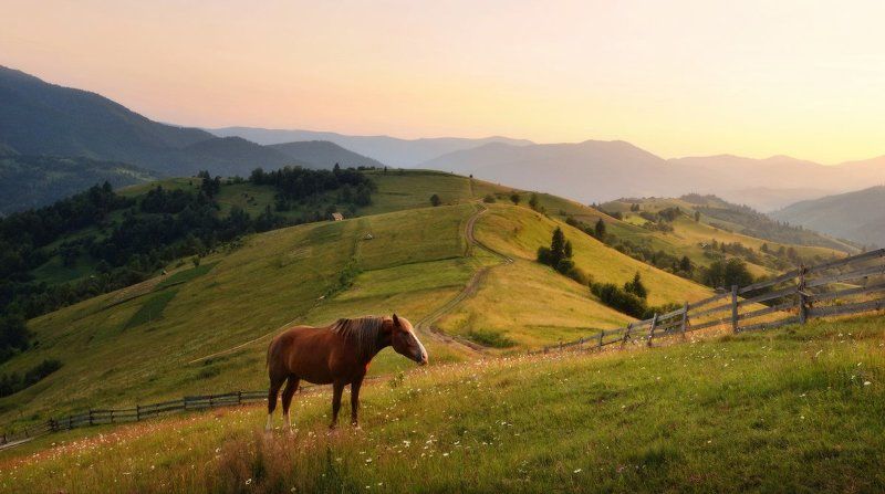Про лошадку... (2) фото превью
