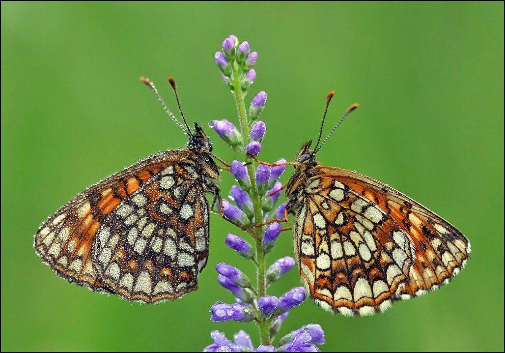 бабочка,макро,насекомые,, Андрей Корочкин