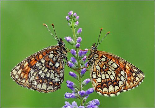 Сухая и мокрая...