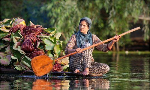 Сборщица листьев лотоса.