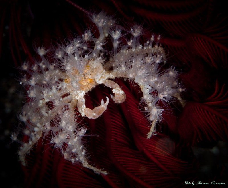 Гламурненько фото превью