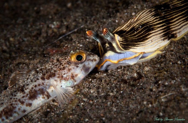Подводные страсти фото превью